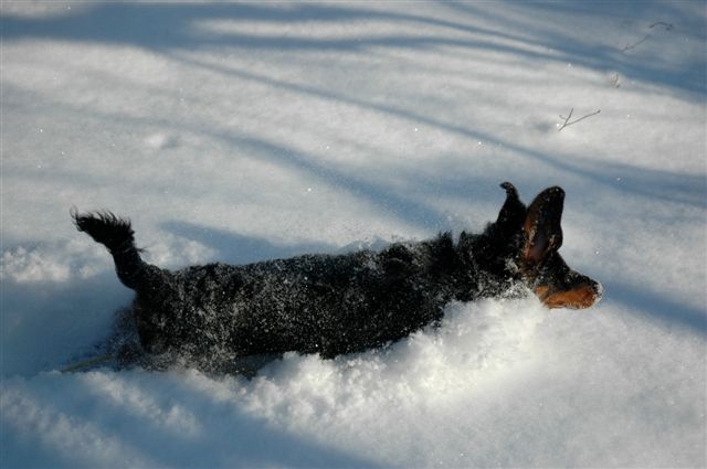 T-Rex loving the snow!