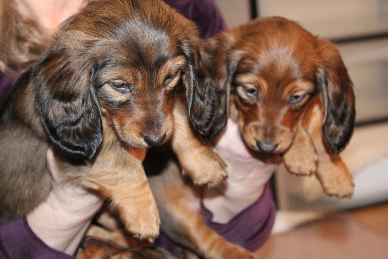 Dachsadore Dachshunds New York Dachsadore Kennels is